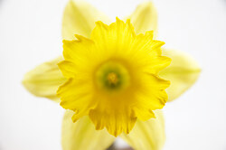 Hello Again Daffodil -  Flower photo