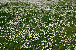 Field of FIeld Daisies II -  Flower photo