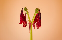 Amaryllis - Phase 3 -  Flower photo