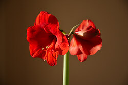 Amaryllis - Phase 2 -  Flower photo