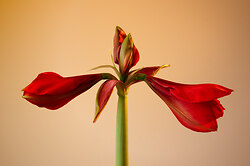 Amaryllis - Phase 1 -  Flower photo