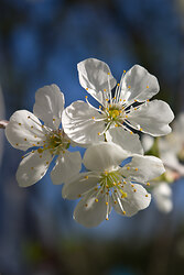 Cherry Blossoms - France Flower photo