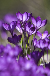 Purple Crocuses - Cortes Island Flower photo