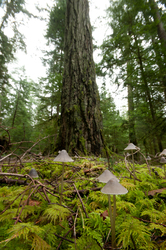 Old-growth Forest Floor - Cortes Island Forest photo