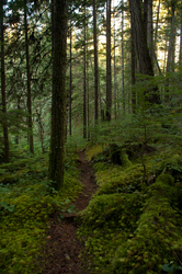 Green Valley Trail - Cortes Island Forest photo