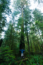 Tree Hug - Basil Brook, Cortes Island Forest photo