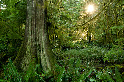 Old Forest - Cortes Island Forest photo