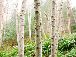 Alder Trunks in the Mist - Cortes Island Forest photo