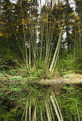 Reflection - Cortes Island Forest photo