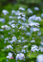 Forget Me Not - Forget Me Not photo 