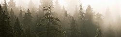 Tree Spirits - Cortes Island Forset photo