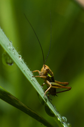 Cricket -   photo