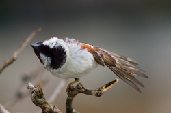 House Sparrow -  Sparrow photo