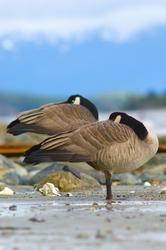 Canada Geese - Cortes Island Geese photo
