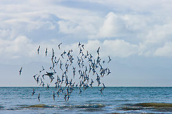 Flying On Edge -  Dunlin photo