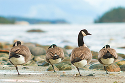 Balancing Act - Cortes Island Goose photo