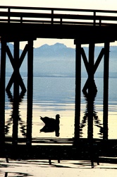 Glaucous Winged Gull at Mansons Landing - Cortes Island Gull photo