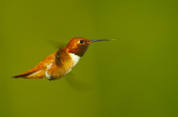 Selasphorus rufus - Cortes Island Hummingbird photo