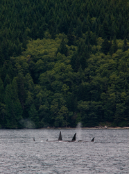 Orca Pod -  Orca photo