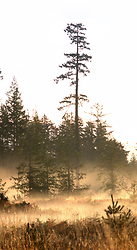 Morning Time with Douglas Fir - Cortes Island  photo