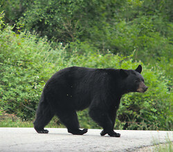 Why did the Black Bear Cross the Road? -  Bear photo