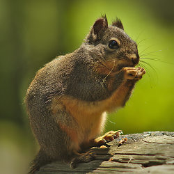 Portrait of a Friendly Douglas Squirrel ~ Mammal  picture from Lund Canada.