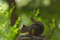 Douglas Squirrel -  Squirrel photo