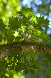 Maple Leaves - Cortes Island Maple Tree photo
