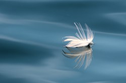 Floating Seagull Feather -  Nature Still Life photo