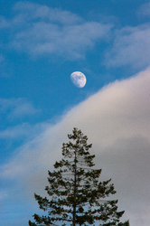 Luna ~ Moon picture from Cortes Island Canada.