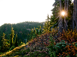 Mount Washington  trees and sun -   photo