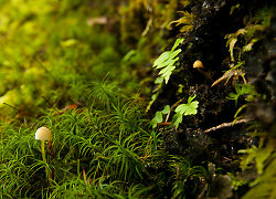 Small - Cortes Island Mushroom photo