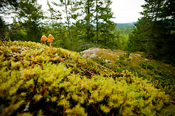 Mushrooms on Green Mountain - Cortes Island Mushroom  photo