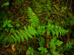 New Life - Bracken Fern ~ Nature Still Life picture from Cortes Island Canada.