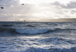 Gulls on a Southeaster - Cortes Island Ocean photo