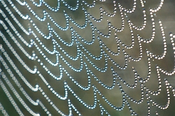 Dew on a Spider's Web -   photo