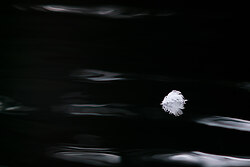 Floating Feather ~ Other  picture from Cortes Island Canada.