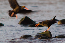 Holding One's Own - Cortes Island Oystercatcher photo