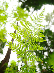 Looking Up at a Little Wood Fern -  Fern photo