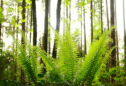 Ferns in the Forest -  Forest photo
