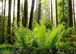Ferns in Pacific Spirit Park -  Forest photo