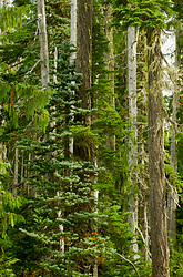 Alpine Forest - Forest photo from  Paradise Meadows British Columbia, Canada