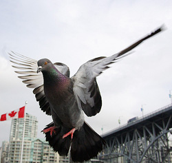 Pigeon In Flight - Vancouver Pigeon photo