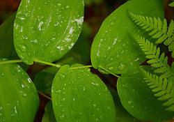 Rain on Leaves - Slocan Valley  photo