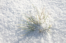 Grass on a Cold Day - Cortes Island  photo