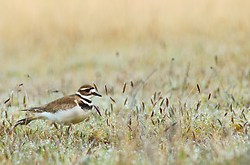 Killdeer in a Meadow of Morning Dew - Cortes Island Plover photo