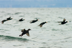 Surf Scoters Landing -  Scoter photo