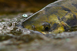 Portrait of a Chum Salmon in Basil Brook - Cortes Island Salmon photo
