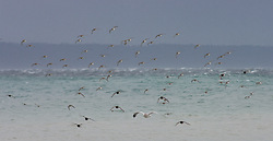 Oncoming Shorebirds - Cortes Island shorebird photo
