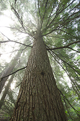 Hemlock Elder - Hemlock photo from  Slocan Valley British Columbia, Canada
